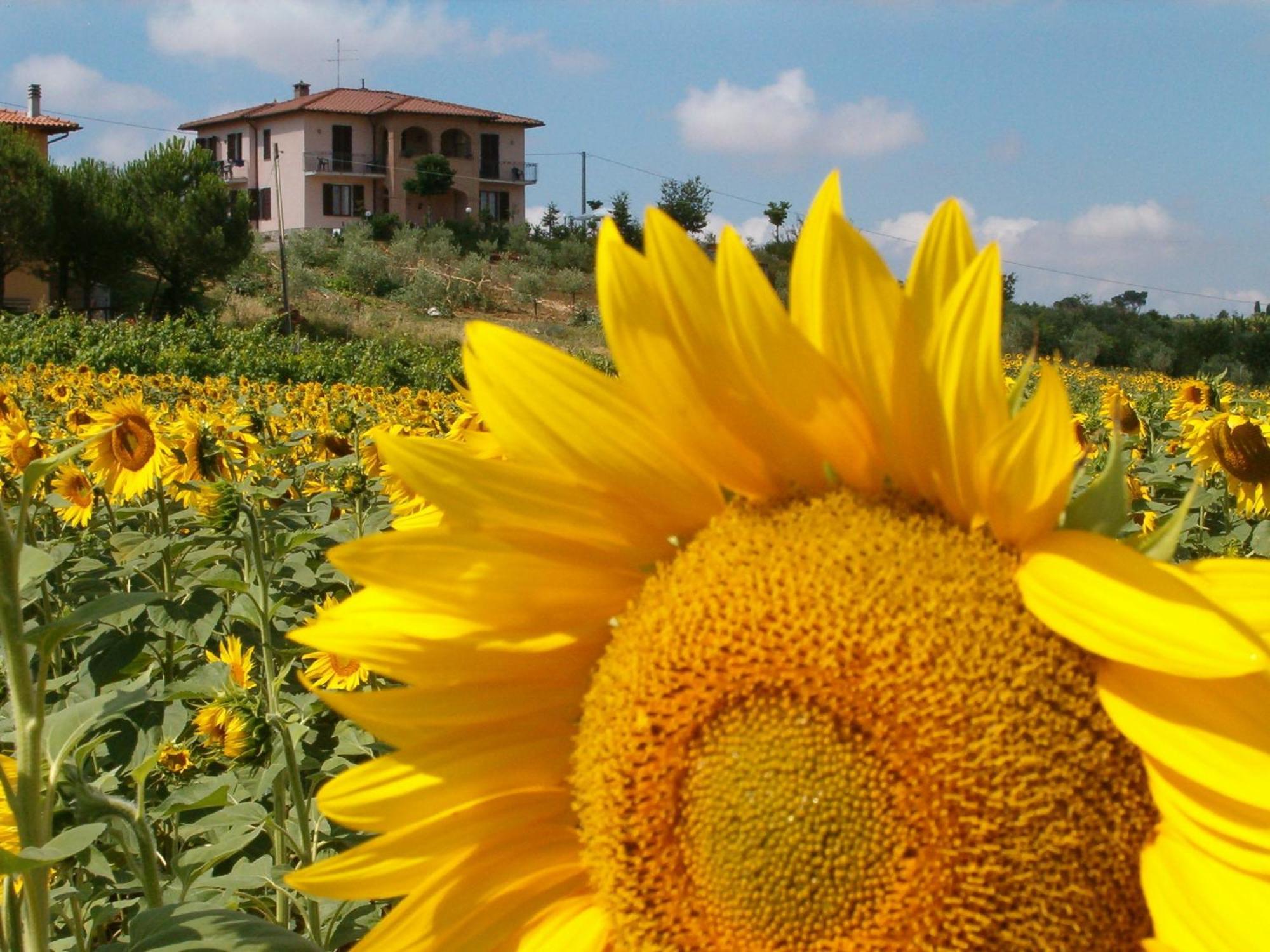 B&B Il Girasole - Rooms & House In Country - 1500 Meters From The City Montepulciano Ngoại thất bức ảnh
